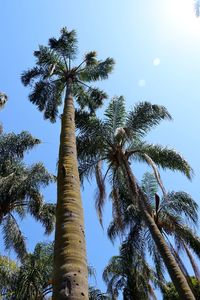 Low angle view of palm trees against blue sky