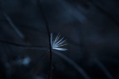 Close-up of dandelion on plant