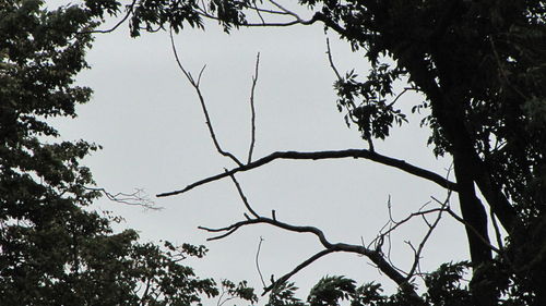 Low angle view of bare trees