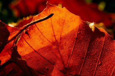 Close-up of dry maple leaf during autumn