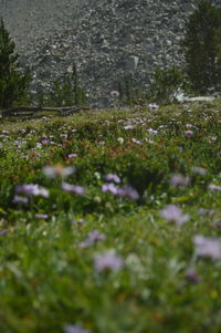 Close-up of flowers growing outdoors