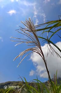 Low angle view of crops against sky