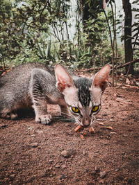 Portrait of kitten on field