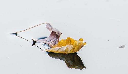 Close-up of dry leaf against white background