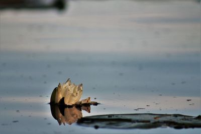 Close-up of leaves against sky