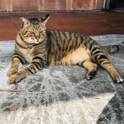 Close-up of cat lying on bed