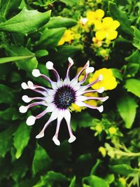 Close-up of yellow flowers blooming outdoors