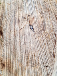 High angle view of insect on wood