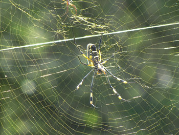 Close-up of spider web