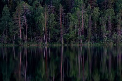 Panoramic view of pine trees in forest