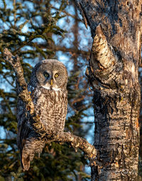 Portrait of great gray owl perching on tree