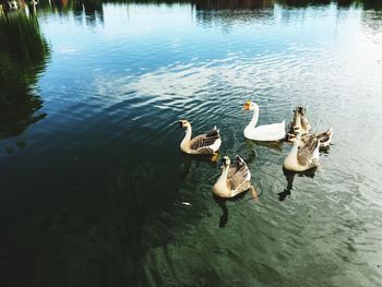 High angle view of ducks in water