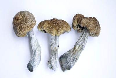 Close-up of dried mushrooms against white background