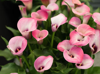 Close-up of pink flowering plants