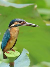 Close up of a common kingfisher