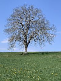 Bare tree on field against sky