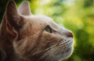 Close-up of cat looking away