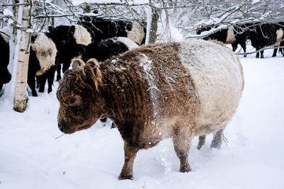 Horse standing on snow