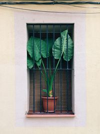 Low angle view of potted plants on window