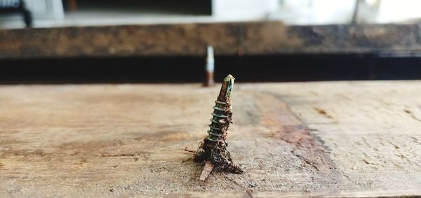 Close-up of insect on wood