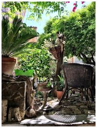 Potted plants on tree