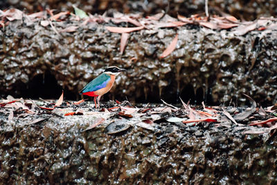 Birds perching on rock