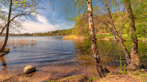 Scenic view of lake in forest against sky