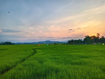 Scenic view of agricultural field against sky during sunset