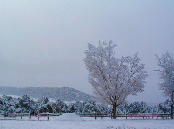 Bare trees against sky during winter