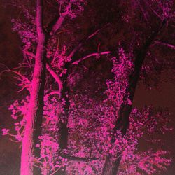 Low angle view of pink flowers growing on tree