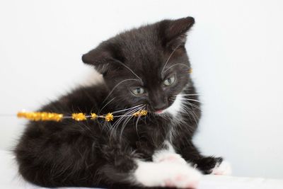 Close-up portrait of a cat over white background