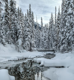 Snow covered trees by snowcapped mountains against sky