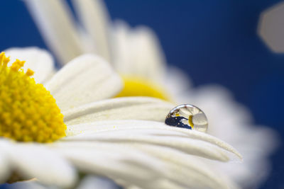 Close-up of yellow flower