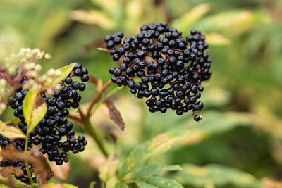 Clusters fruit black elderberry in garden.