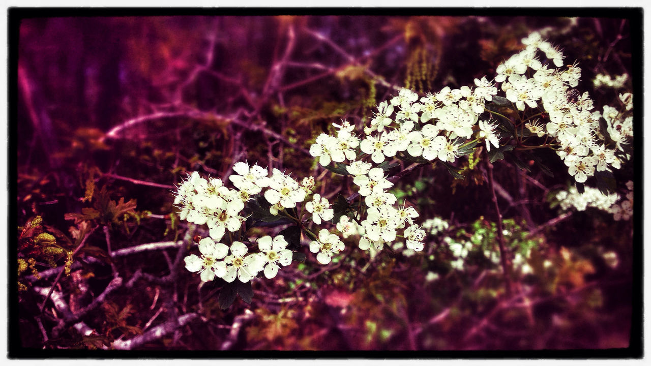 flower, transfer print, freshness, growth, fragility, auto post production filter, beauty in nature, nature, petal, blossom, white color, blooming, close-up, focus on foreground, flower head, in bloom, plant, selective focus, season, branch