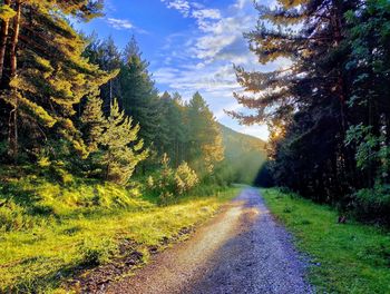 Road amidst trees in forest against sky