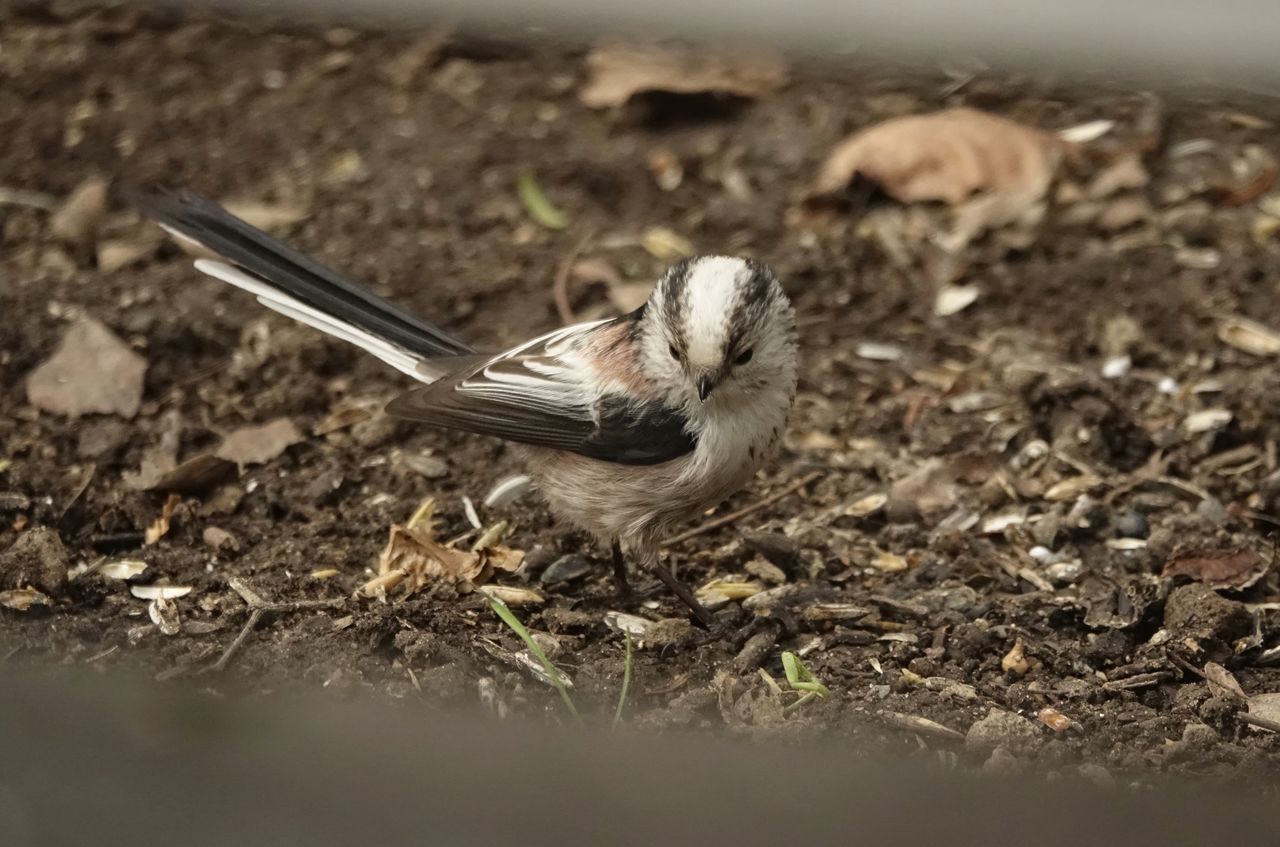 CLOSE-UP OF DEAD BIRD EATING