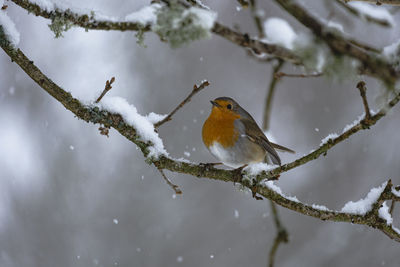 Close-up of a red breasted robin in the snow. the picture is taken in southern sweden.