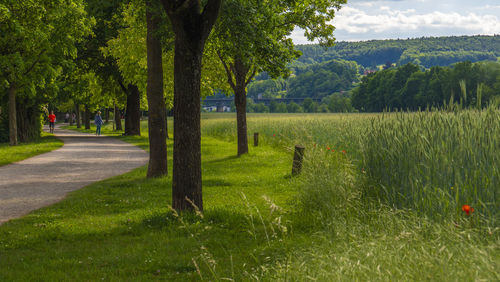 Scenic view of trees on field against sky