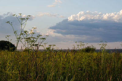 Plants growing on field against sky