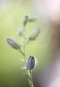 Close-up of purple flower buds