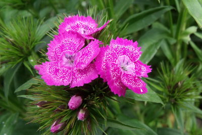 Close-up of pink flowers blooming outdoors