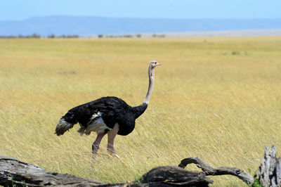 Bird perching on a field