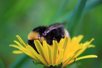 Close-up of honey bee on yellow flower