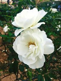 Close-up of white flowers blooming outdoors