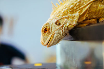 Close-up of a lizard