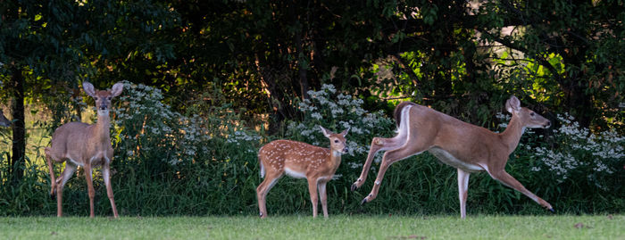 Side view of deer standing on grass