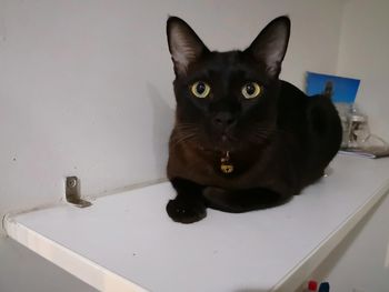 Portrait of black cat in bathroom