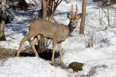 Deer standing on snow covered field