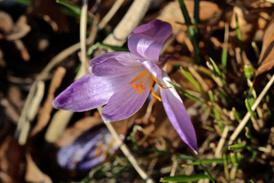 Close-up of purple crocus flowers on field